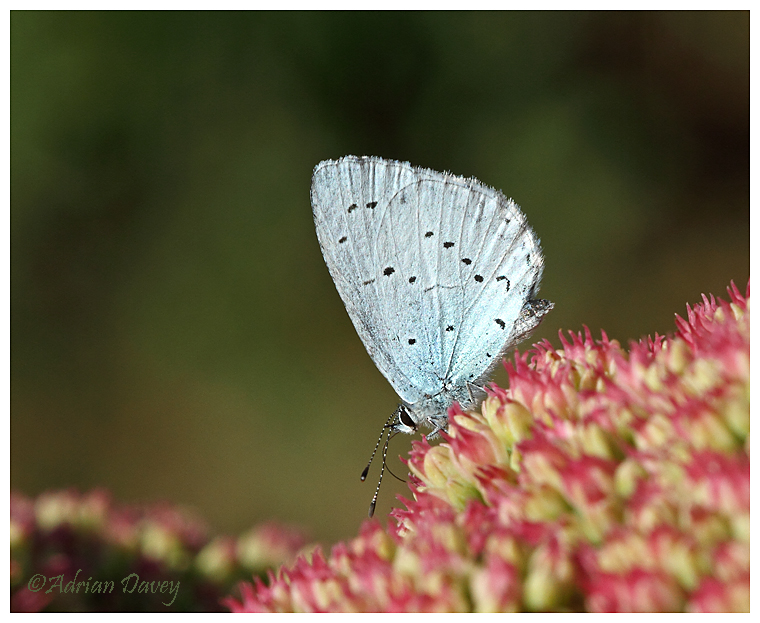 Holly Blue