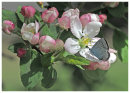 Holly Blue on Apple Blossom