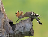 Hungary Birds