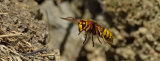 Hornets Nest