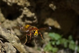 Hornets Nest