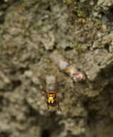 Hornets Nest