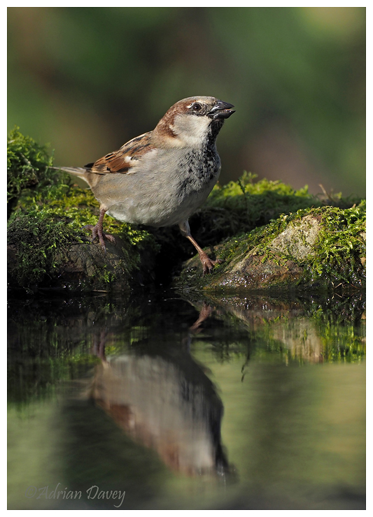 House Sparrow male drinking