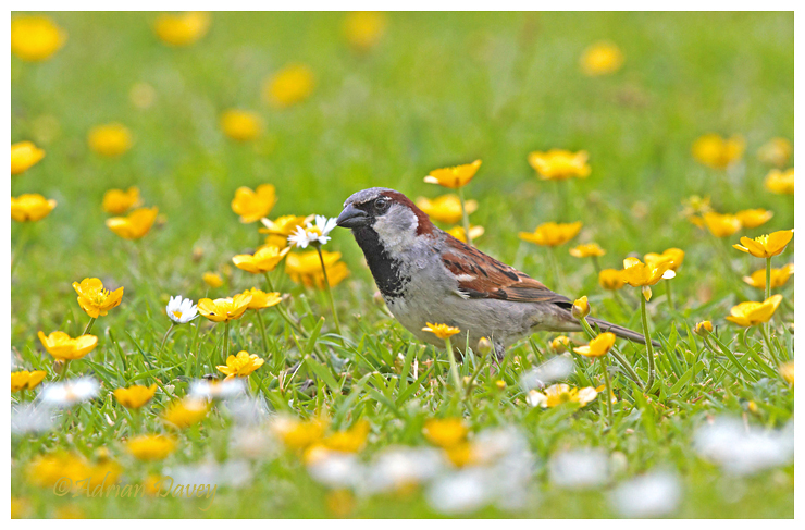 House Sparrow and Buttercups
