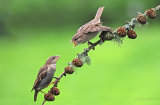 House Sparrows