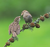 House Sparrows