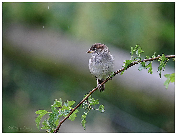 House Sparrow juvenile
