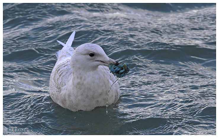 Iceland Gull, Juvenile.