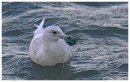 Iceland Gull, Juvenile.