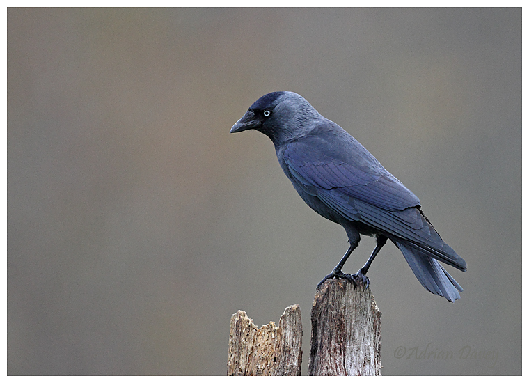 Jackdaw