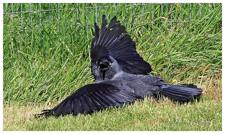 Jackdaw sunbathing