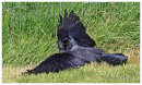 Jackdaw sunbathing