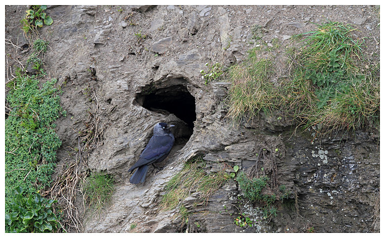 Jackdaw at cliff nest hole.