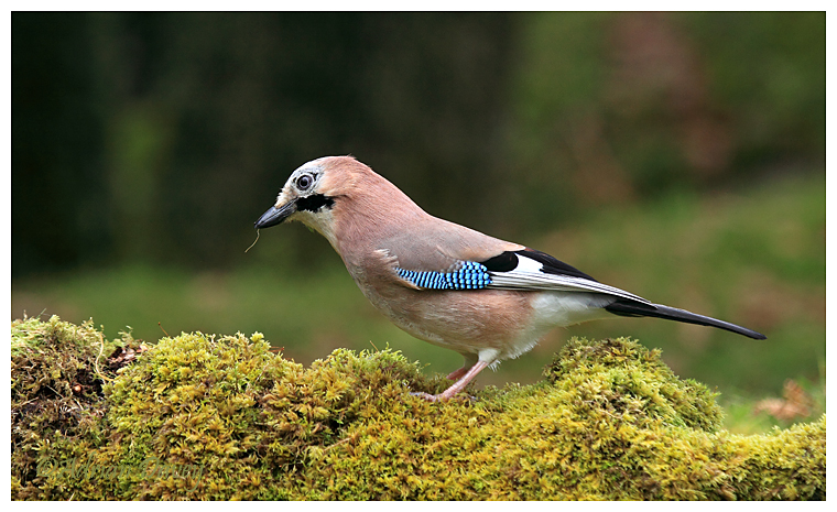 Jay