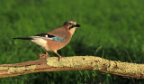 Jays