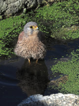 Merlin and Kestrel