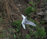 Fulmar and Kittiwake