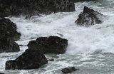 Fulmar and Kittiwake