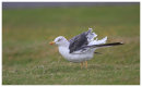 Lesser Black Backed Gull