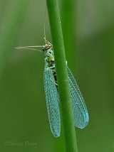 Lacewing