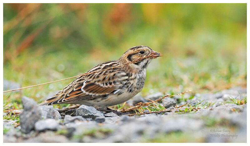 Lapland Bunting