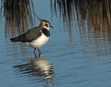 Radipole & Lodmoor