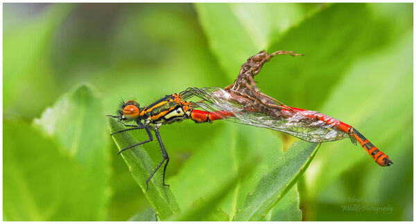 Large Red Damselfly newly emerged