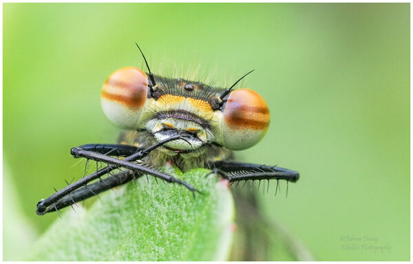 Large Red Damselfly close up