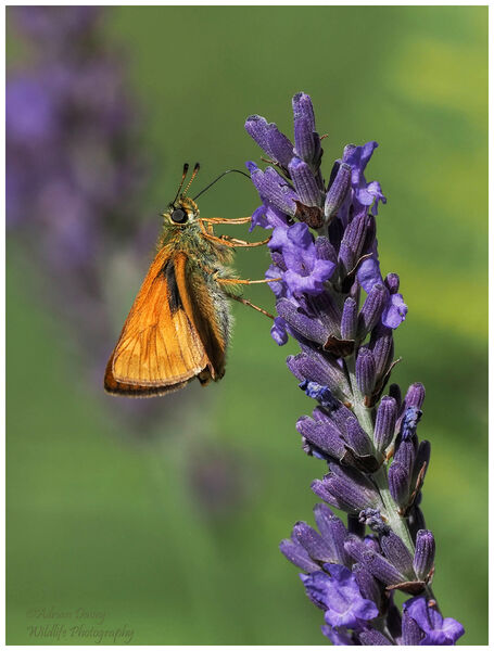 Large Skipper on Lavender