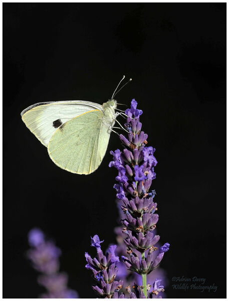 Large White on Lavender