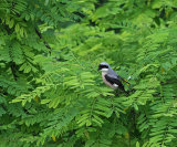 Hungary Birds