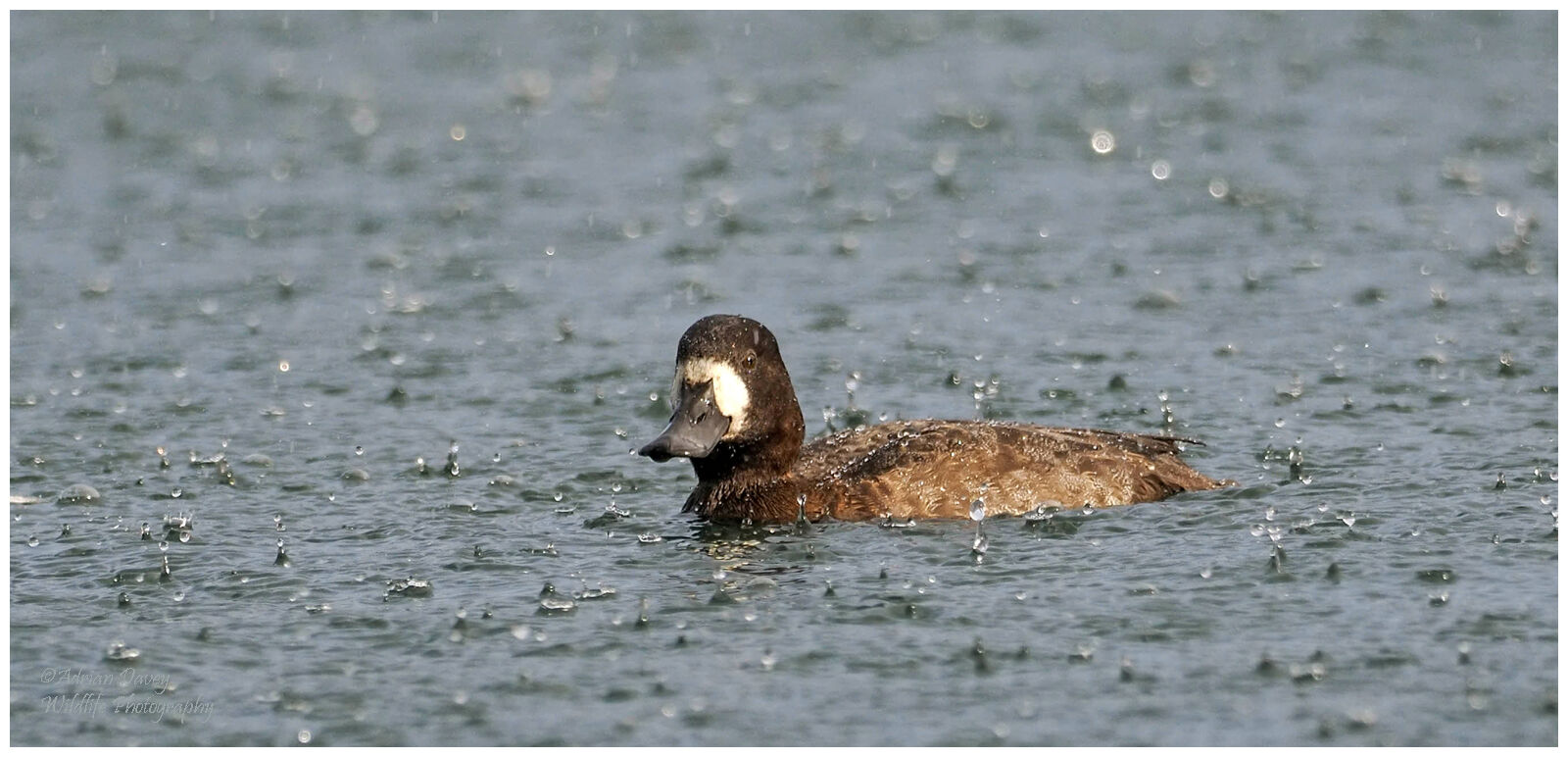 Lesser Scaup female