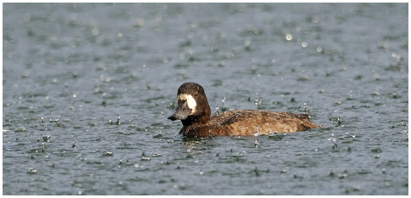 Lesser Scaup female