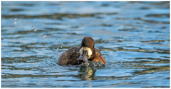Female Lesser Scaup