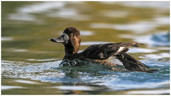 Female Lesser Scaup
