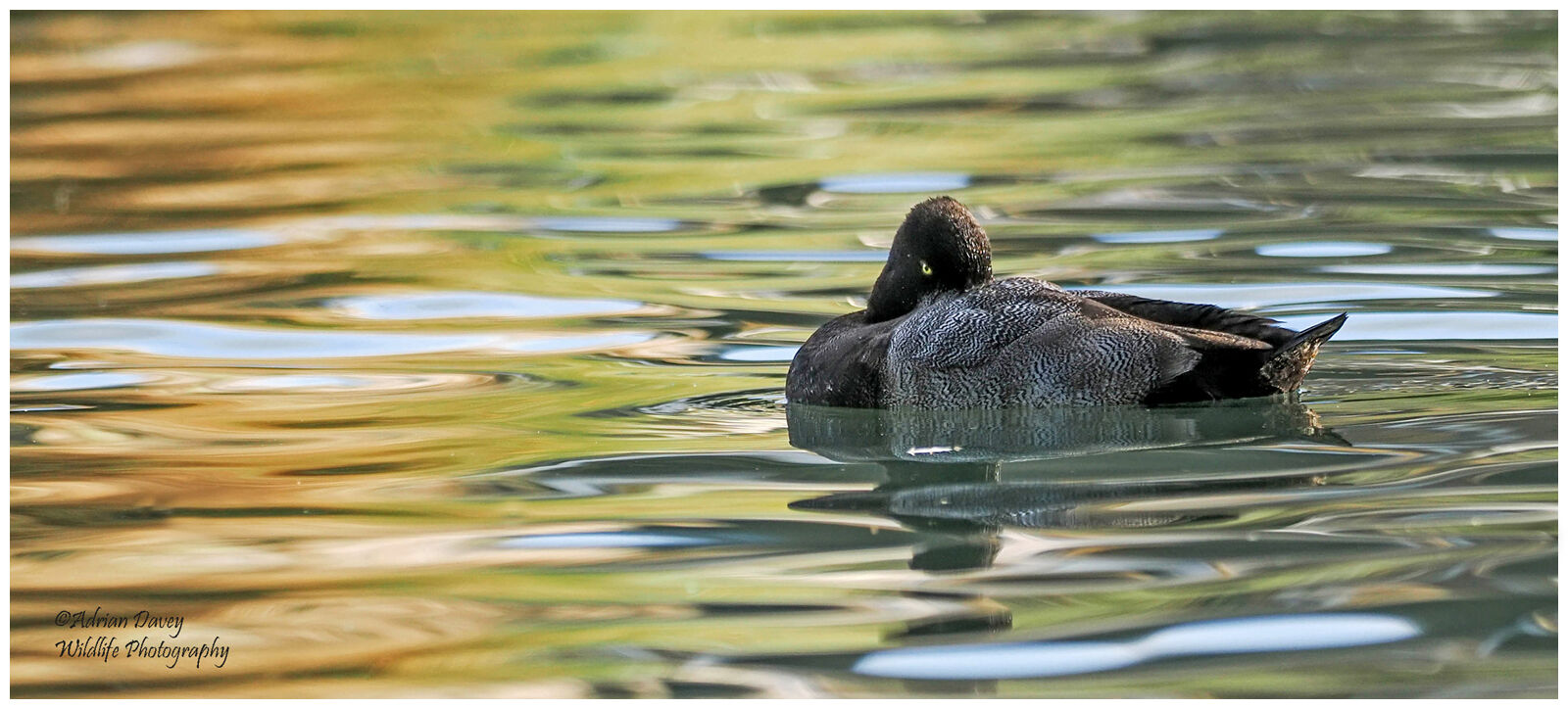 Lesser Scaup, male.