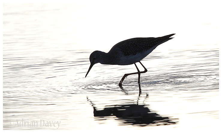 Lesser Yellowlegs