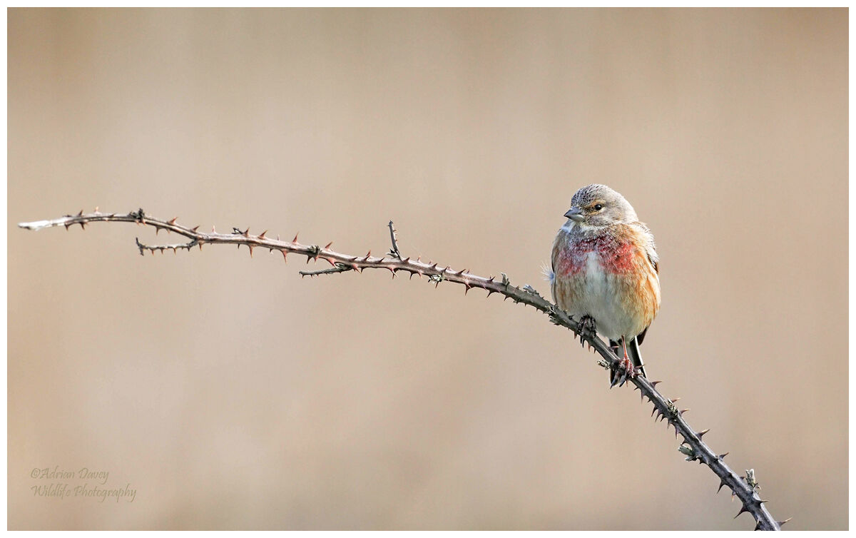 Linnet male.