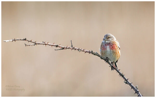Linnet male.