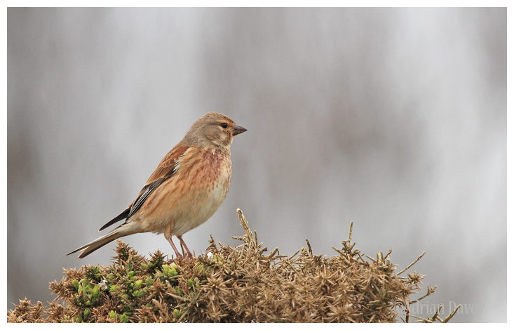 Linnet male