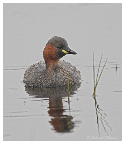 Little Grebe.