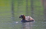 Derbyshire
