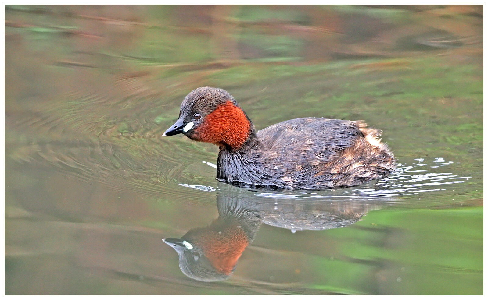 Little Grebe adult