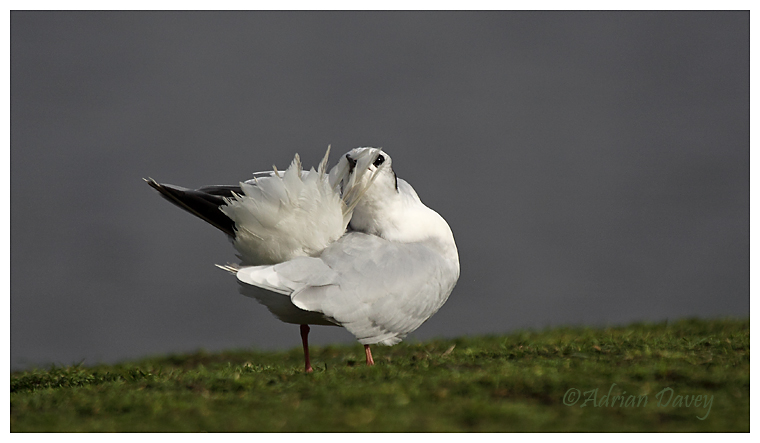 Little Gull preening 1