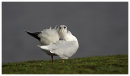 Little Gull preening 1
