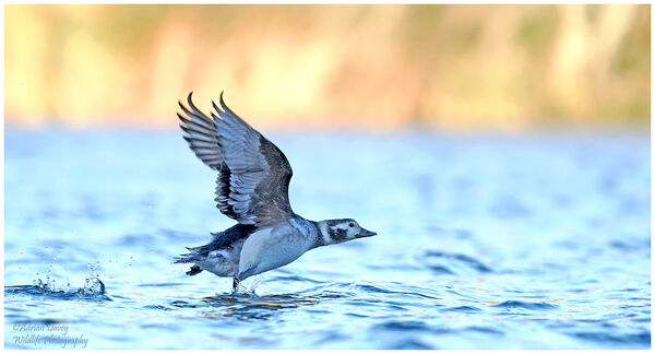 Long Tailed Duck take off