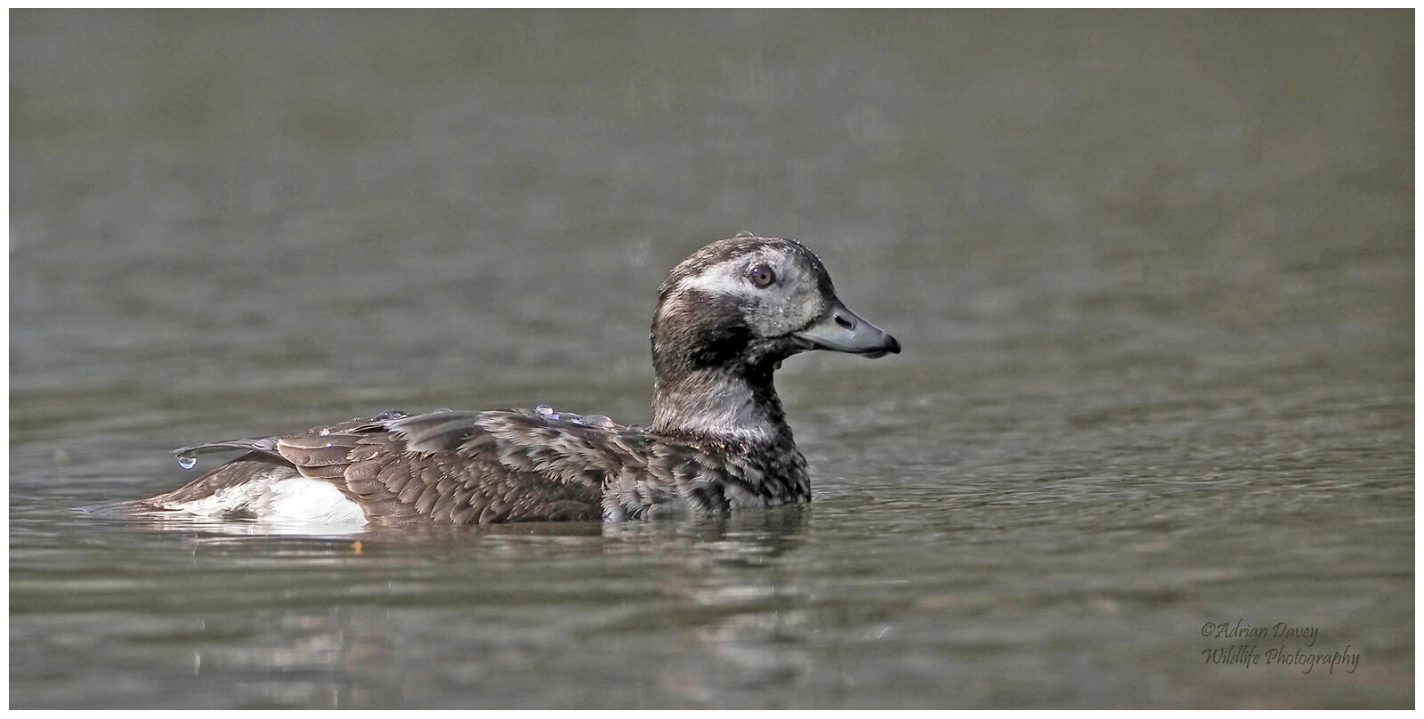 Long Tailed Duck