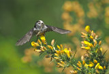 Long Tailed Tit