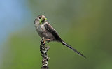 Long Tailed Tit