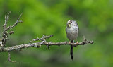 Long Tailed Tits